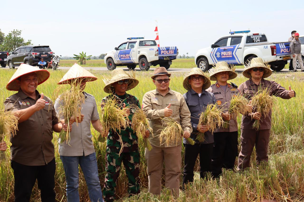 KAJARI DAN FKPD PANEN PADI BERSAMA  WAKIL GUBERNUR KALTENG DI KAWASAN FOOD ESTATE